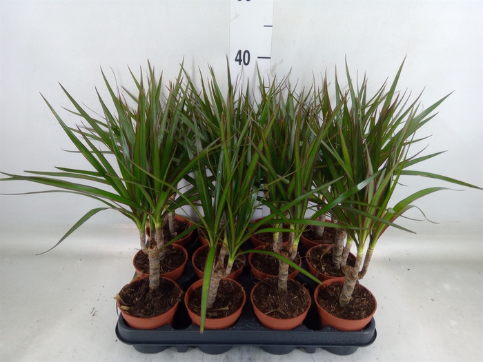 <h4>Dracaena marg.</h4>