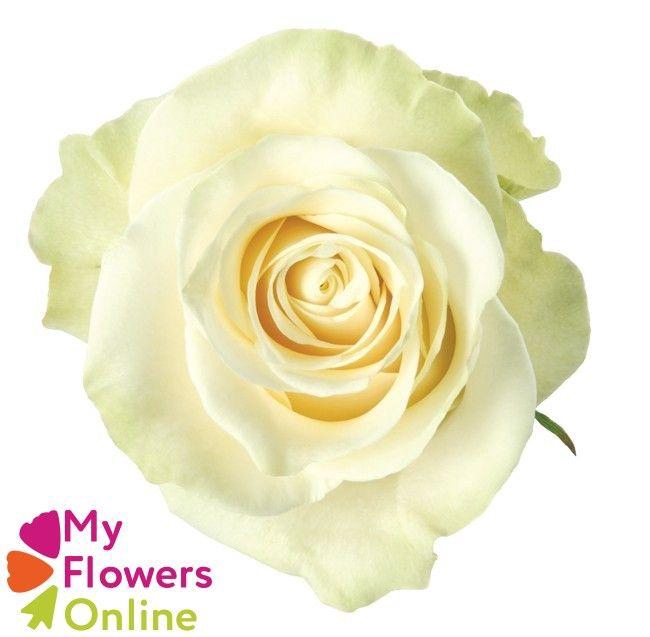 <h4>R Gr Mondial White 50cm EC</h4>