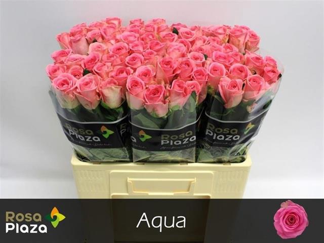 <h4>Rosa la aqua!</h4>