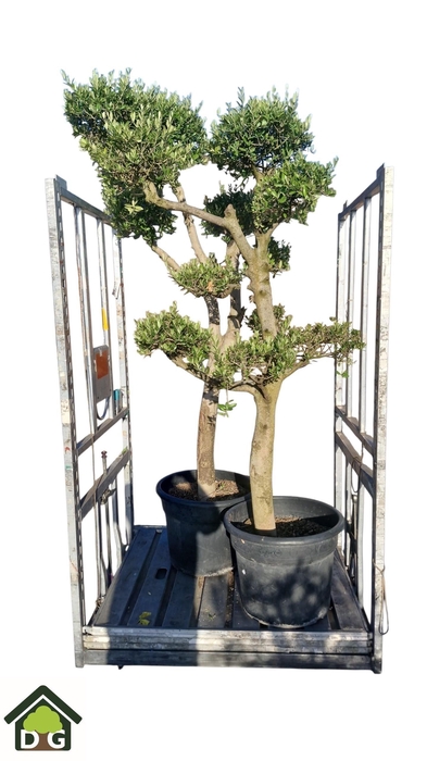 <h4>OLEA EUROPAEA</h4>