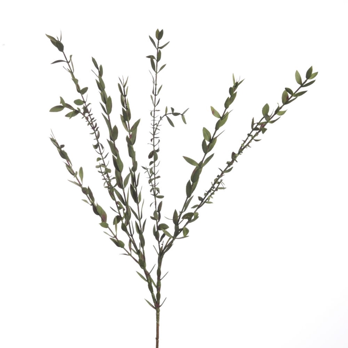 <h4>Af Euca Parvifolia L81cm Green</h4>