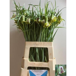 Fritillaria Acmopetala