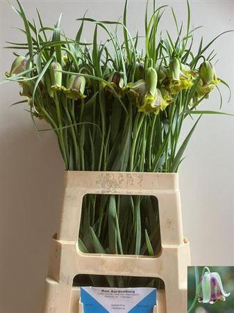 <h4>Fritillaria Acmopetala</h4>