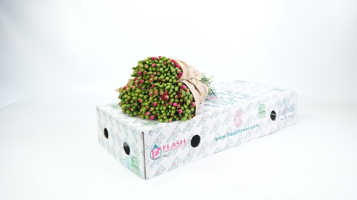 <h4>Dianthus Sp Picasso</h4>