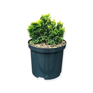 Chamaecyparis o. 'Aurora'