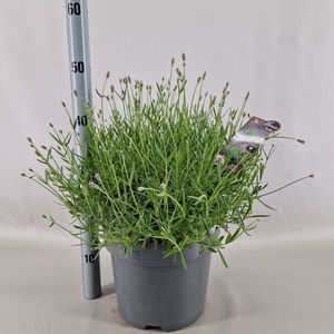 Lavandula angus. 'Essence Pure'