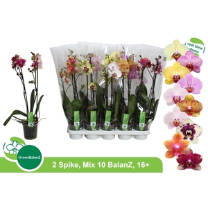 PHAL GEM 10 KL