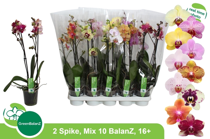 <h4>PHAL GEM 10 KL</h4>