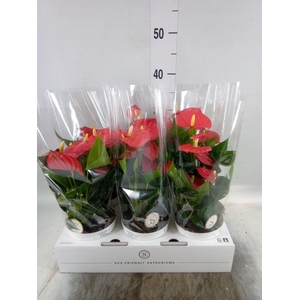 Anthurium andr. 'Red Champion'