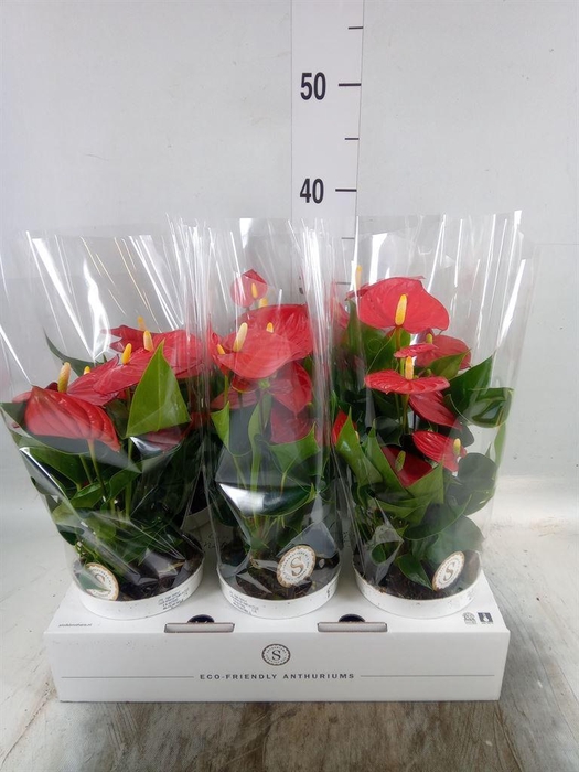 <h4>Anthurium andr. 'Red Champion'</h4>