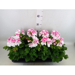 Pelargonium gran.   ..