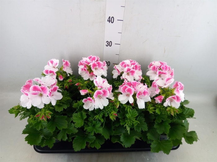 <h4>Pelargonium gran.   ..</h4>