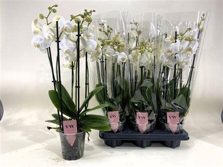 arr8 Phal An Inverness