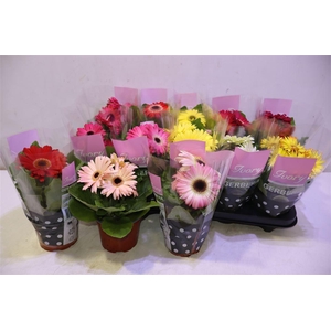 arr8 Ger Ivory Gemengd