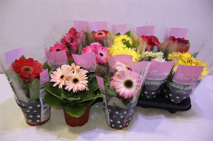 <h4>arr8 Ger Ivory Gemengd</h4>