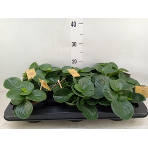 Peperomia obt. 'Red Canyon'