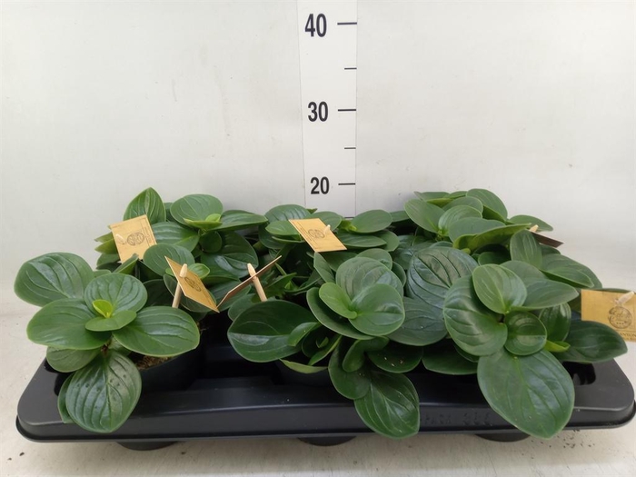 <h4>Peperomia obt. 'Red Canyon'</h4>