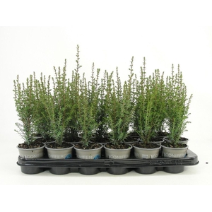 Juniperus communis Arnold