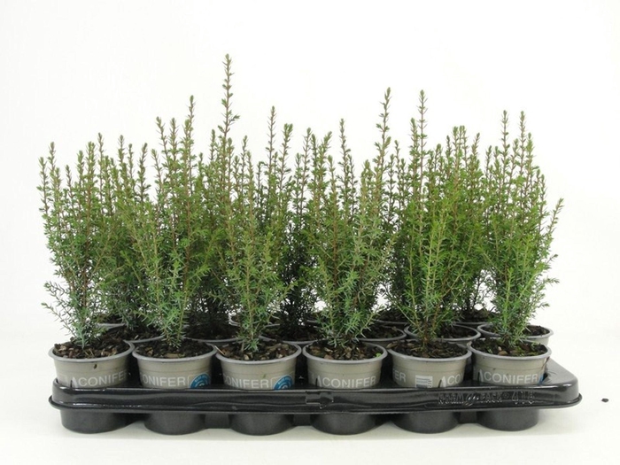 <h4>Juniperus communis Arnold</h4>
