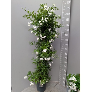 SOLANUM JASMINOIDES
