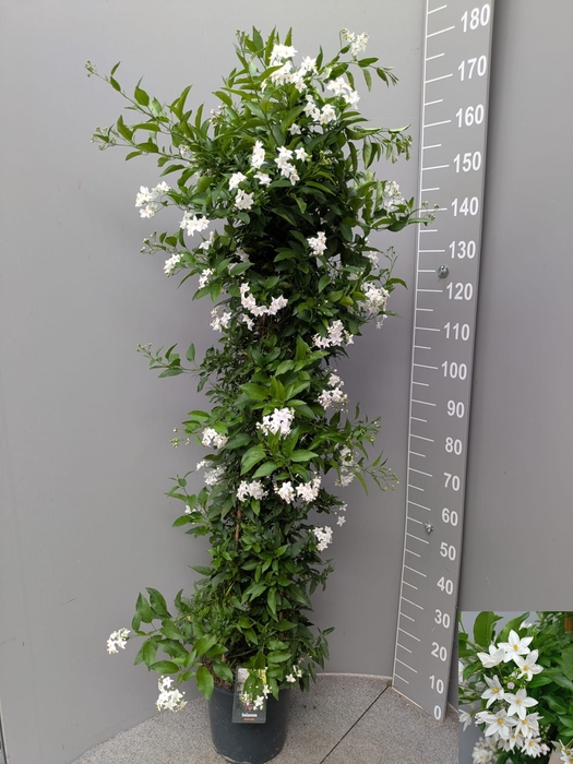 <h4>SOLANUM JASMINOIDES</h4>