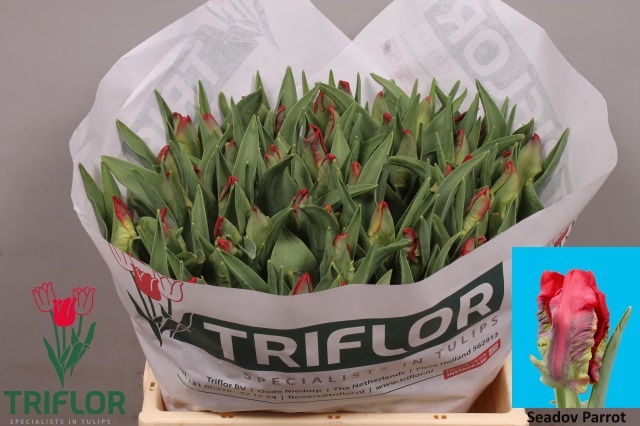 <h4>TU PA SEADOV PARROT</h4>