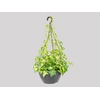 HEDERA SENECIO C21