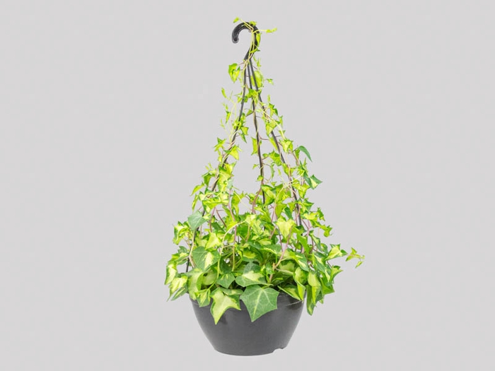 HEDERA SENECIO C21