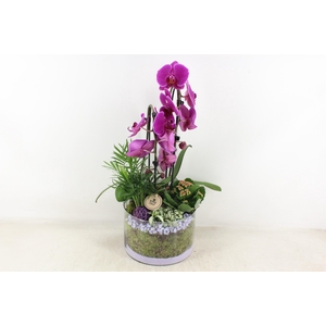 arr2 PL - Glas cilinder phal. paars V2