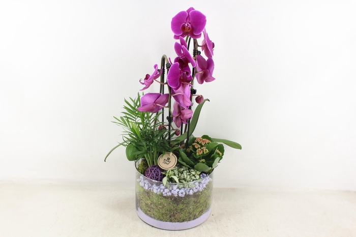 <h4>arr2 PL - Glas cilinder phal. paars V2</h4>