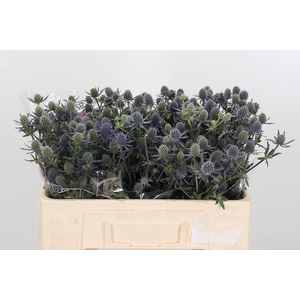 Eryngium Framb Blue Glitter
