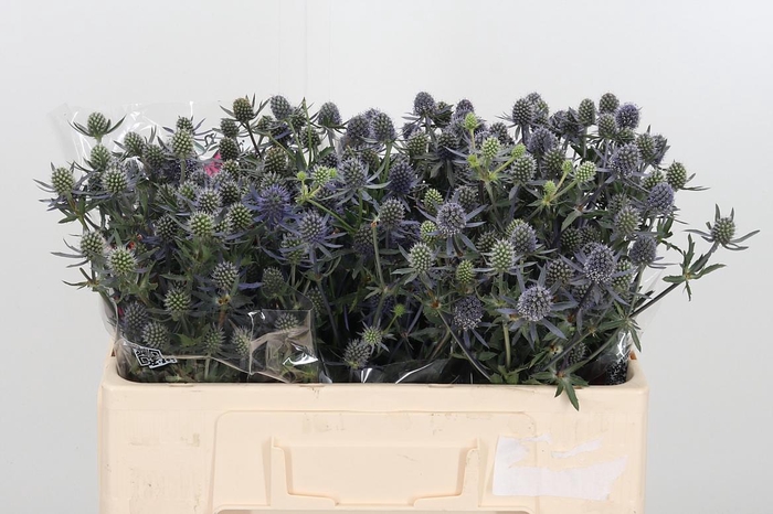 <h4>Eryngium Framb Blue Glitter</h4>
