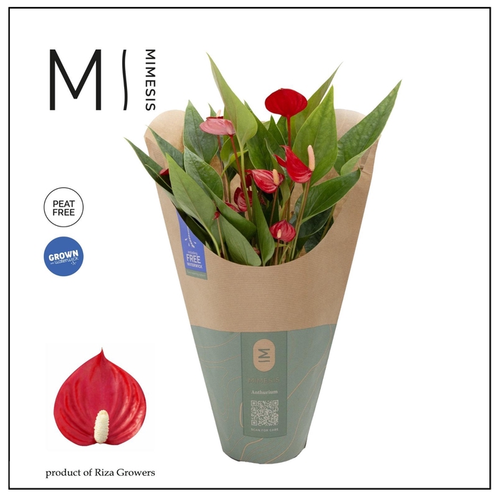<h4>Anthurium - KARMA Million | 12cm | ECO/KRAFT SLEEVE</h4>