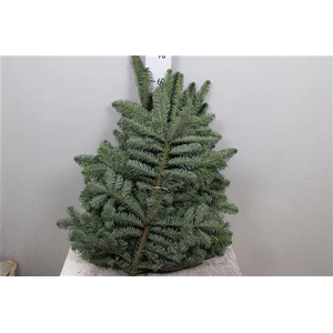 Abies Nob Blauw Kilo