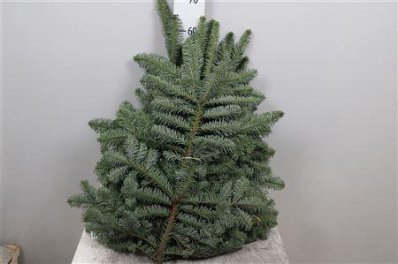 <h4>Abies Nob Blauw Kilo</h4>