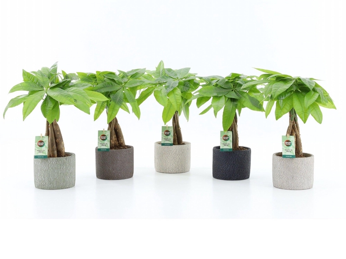 <h4>Pachira Aquatica gevlochten stam in Classic Stone</h4>