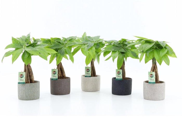 <h4>Pachira Aquatica gevlochten stam in Classic Stone</h4>