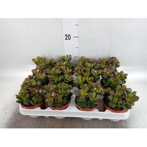 Crassula ovata 'Minor'