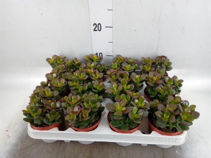 <h4>Crassula ovata 'Minor'</h4>