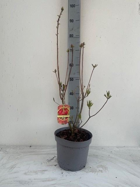 <h4>RHOD MO FIREBALL</h4>