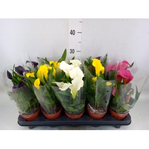 Zantedeschia   ...mix
