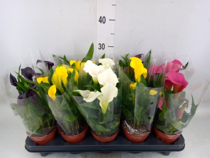 <h4>Zantedeschia   ...mix</h4>