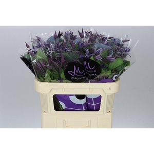 Clematis Blue Pirouette