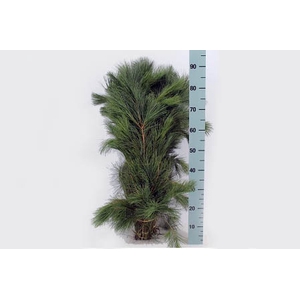 Pinus strobus extra