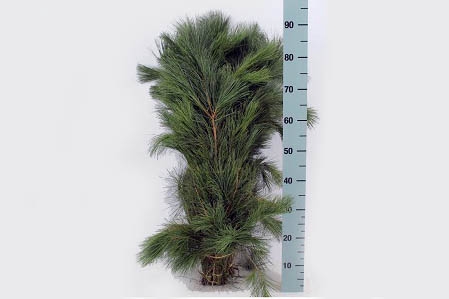 <h4>Pinus strobus extra</h4>