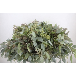 Euca Populus Berry 300gr P Bunch