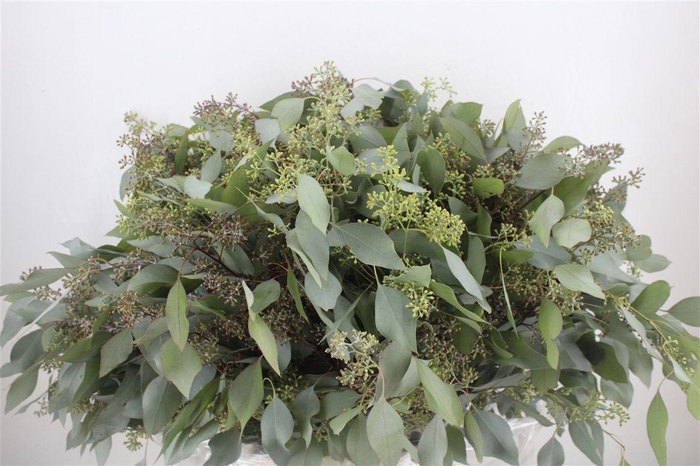 <h4>Euca Populus Berry 300gr P Bunch</h4>