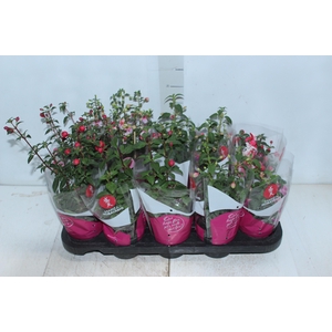 BRINCO DE PRINCESA P11