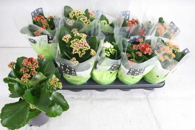 <h4>KAL GE GEM 4 KL</h4>