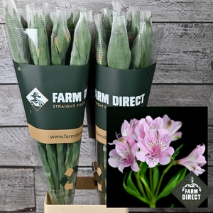 ALSTRO MILA LAVENDEL 70GR